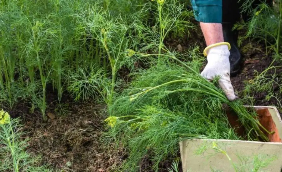 how to harvest dill leaves 9
