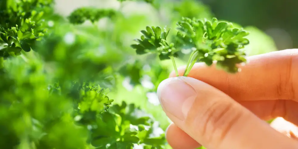 when to pick parsley