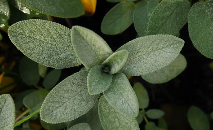 Grow sage from cuttings: 9 basic helpful tips & best guide