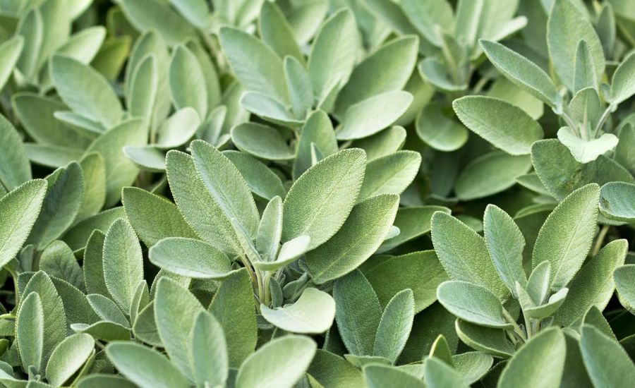 grow sage from cuttings
