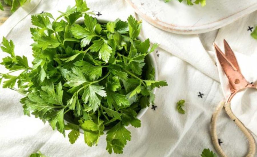 When to pick parsley: best 6 tips & super helpful guide