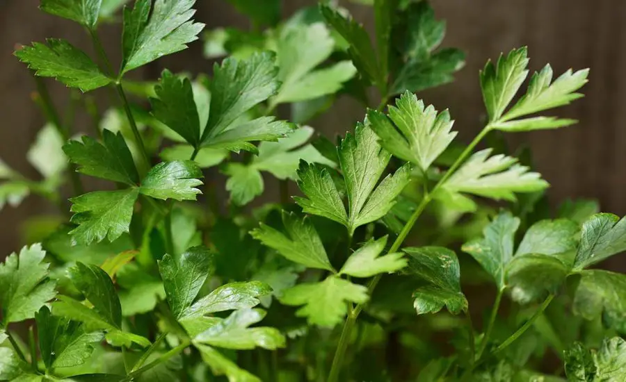 when to pick parsley 2