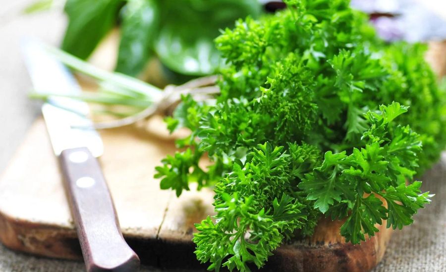 when to pick parsley 3
