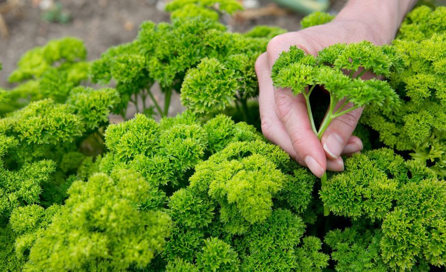 when to pick parsley
