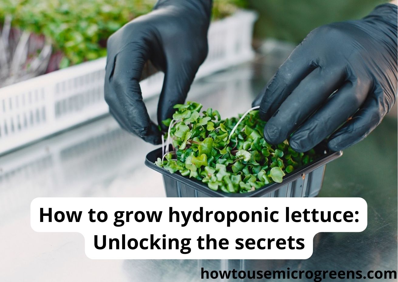 How to grow hydroponic lettuce? The best guide (20+ tips)