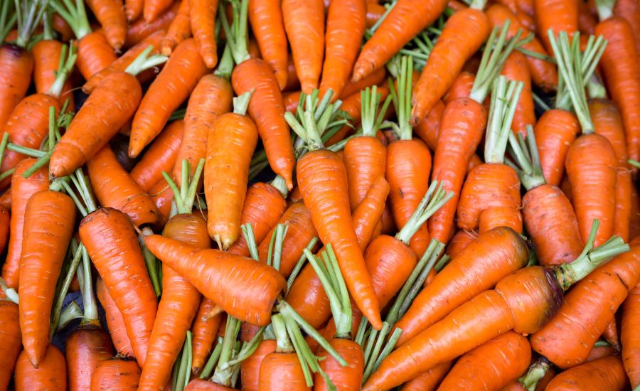 can you grow carrots hydroponically
