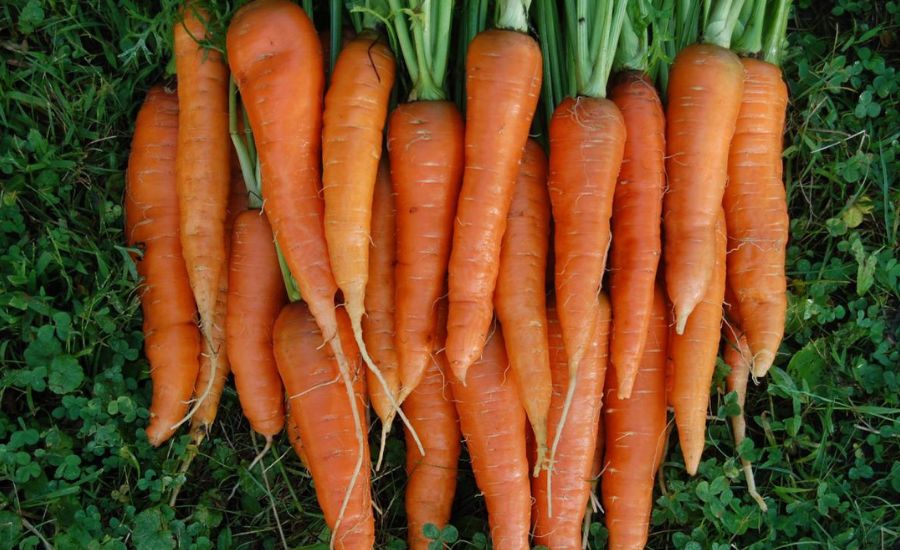 grow carrots hydroponically 4