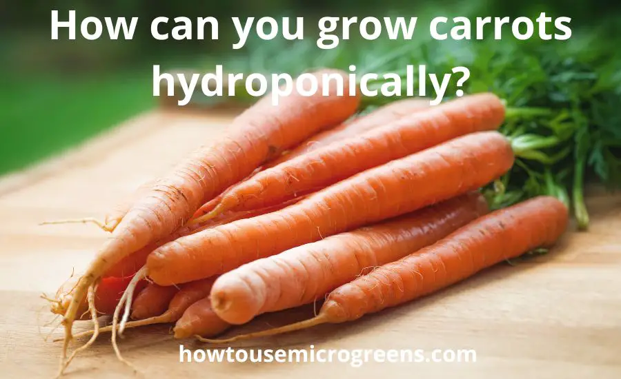 Can you grow carrots hydroponically: top 3 helpful tips
