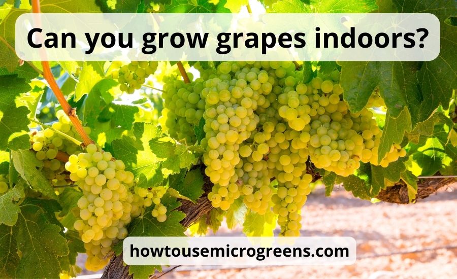 Can you grow grapes indoors: top 6 basic tips & mistakes