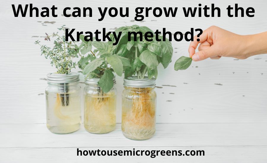 What can you grow with the Kratky method: best guide & pros