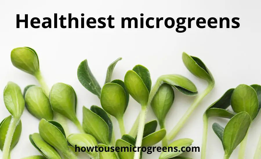 Top 12 the most healthiest microgreens: super helpful guide