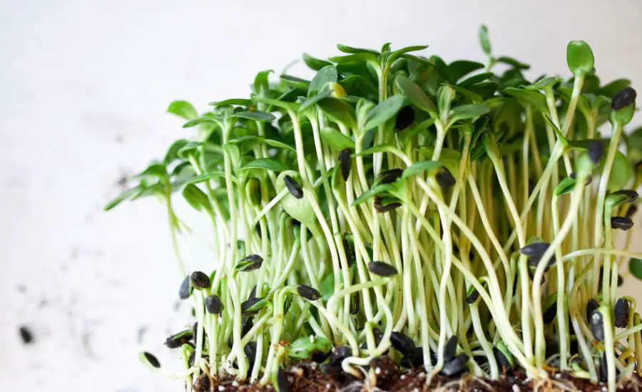 best tasting microgreens