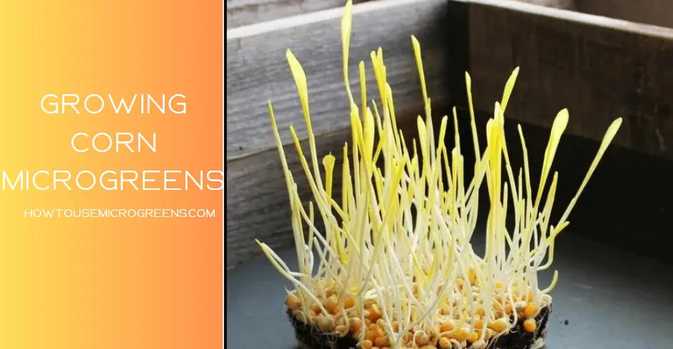 corn microgreens