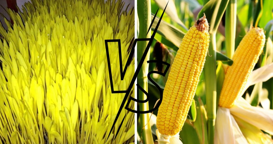 corn microgreens1