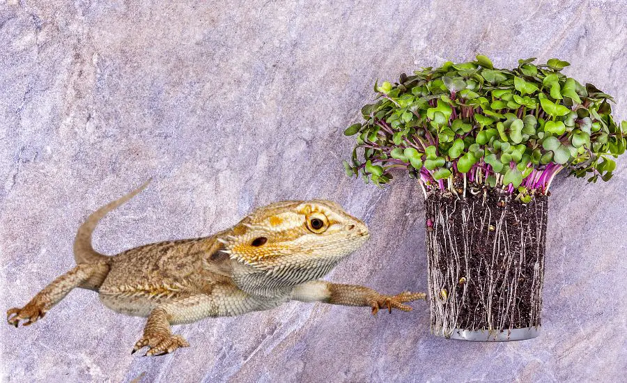 can bearded dragons eat microgreens