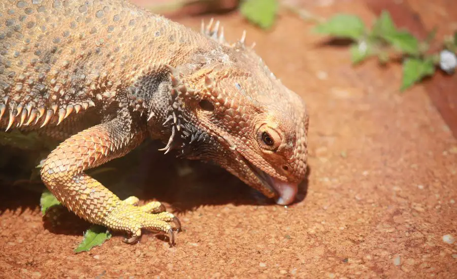 dragons eat microgreens 2