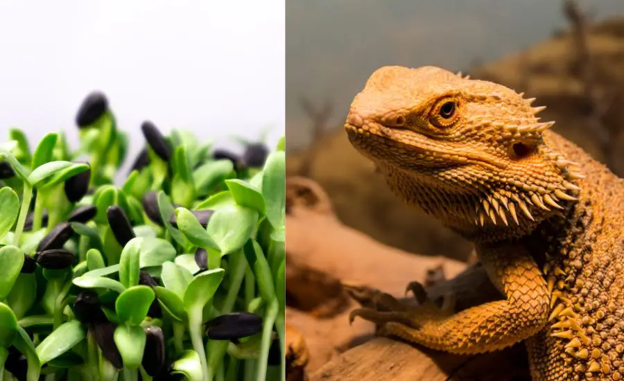 dragons eat microgreens 4