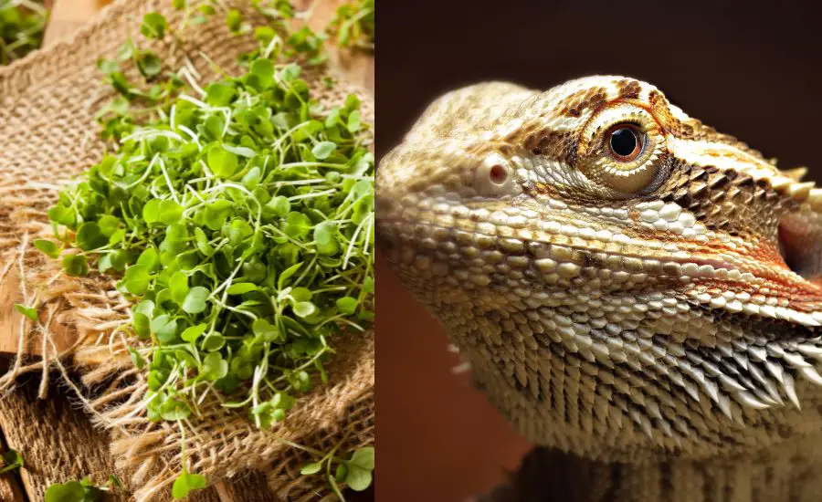 dragons eat microgreens 5