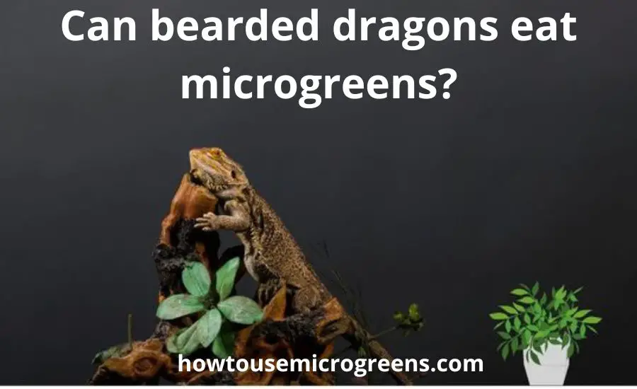 Can bearded dragons eat microgreens: best 6 helpful tips
