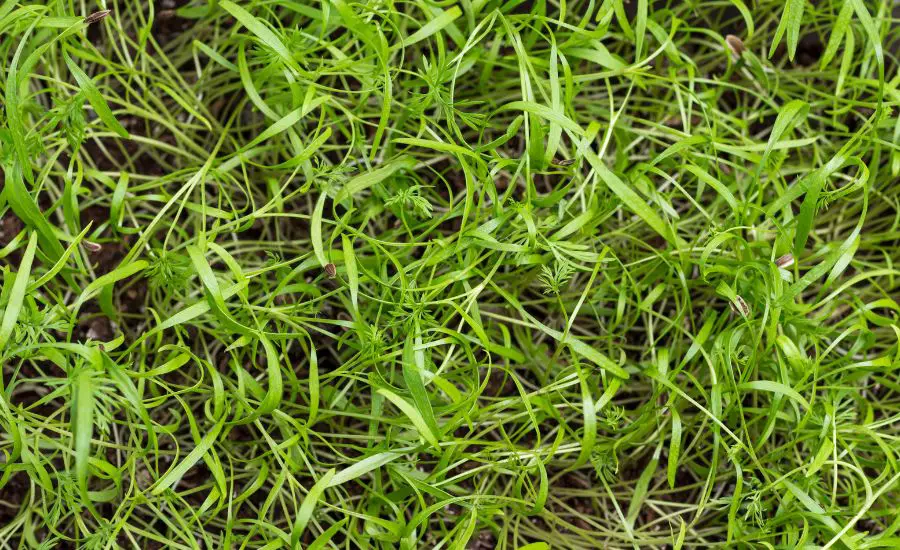 dill microgreens