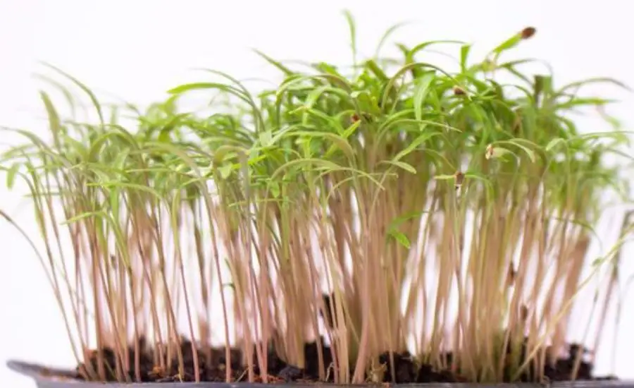 microgreen 2