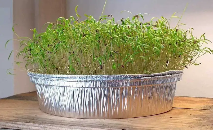 microgreen 3