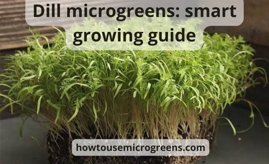 How to grow dill microgreens: best 5 steps & main benefits