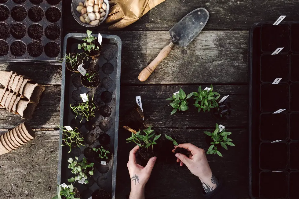 microgreens 1