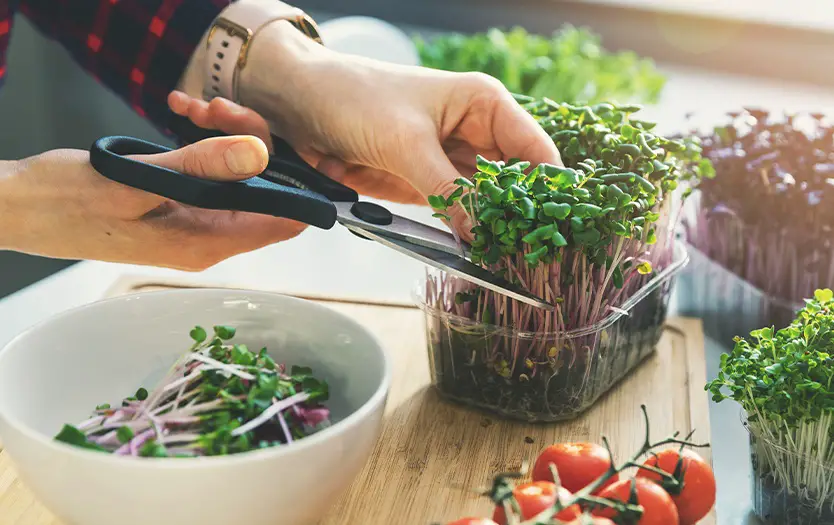 microgreens 10 3