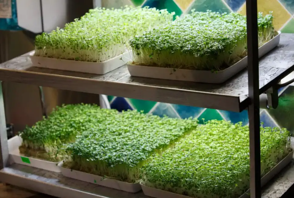 microgreens 11 1