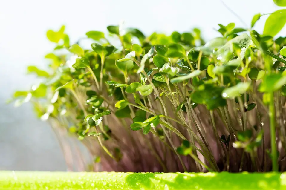 microgreens 12 1