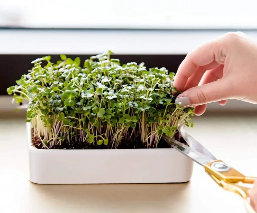 microgreens 3 3