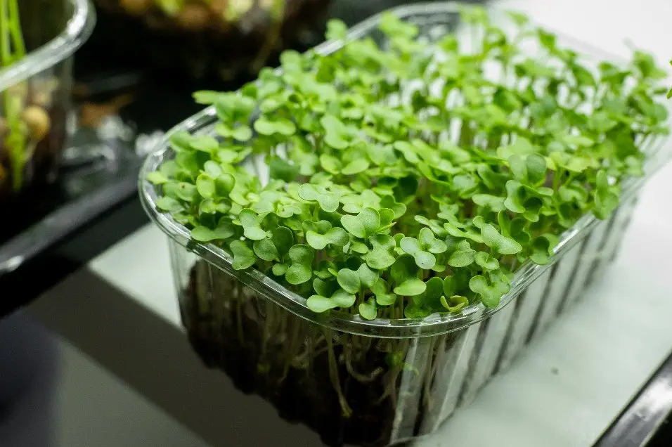 microgreens 7 4