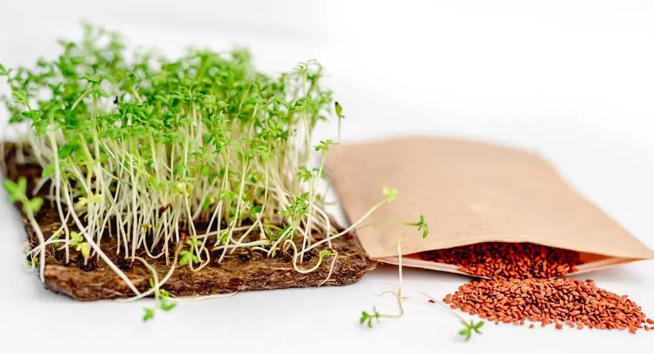 microgreens 9 2