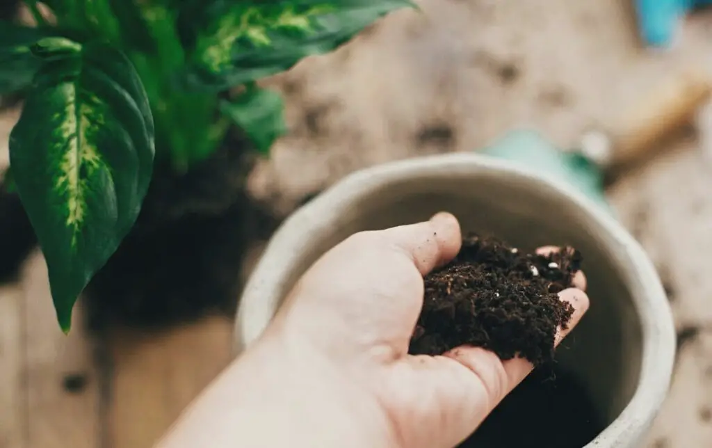 microgreens for dogs 14