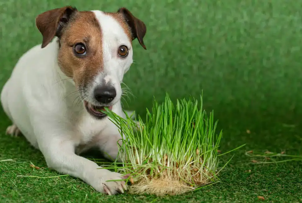 microgreens for dogs 2