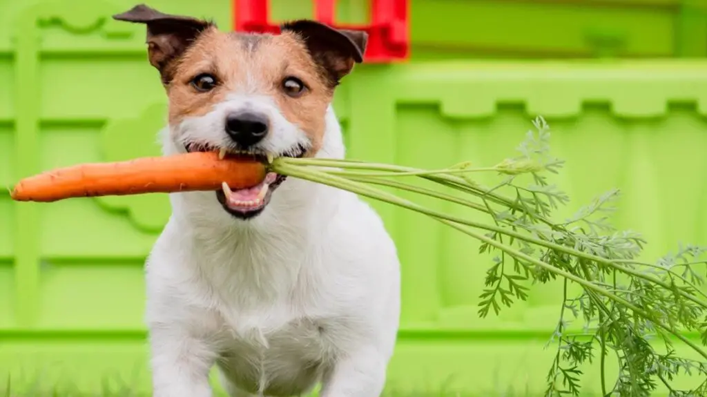 microgreens for dogs 8