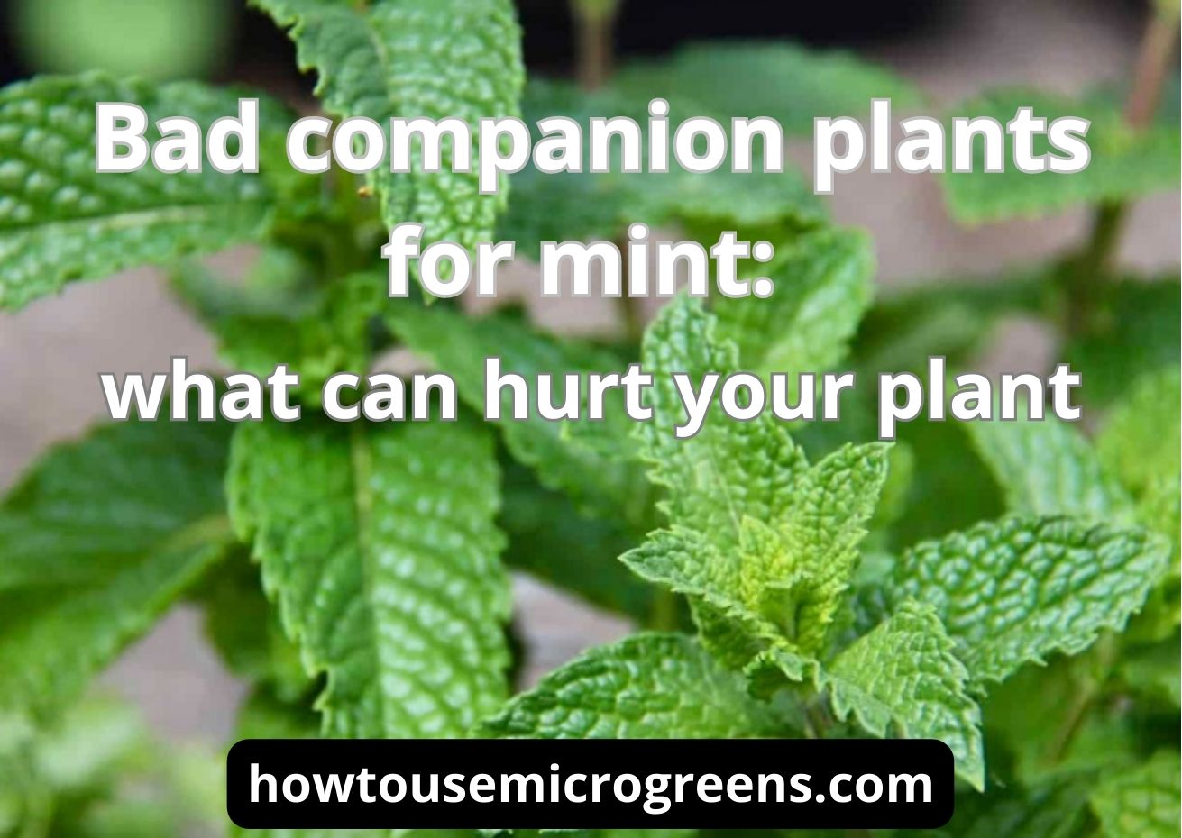 21 bad companion plants for mint: the best and complete guide