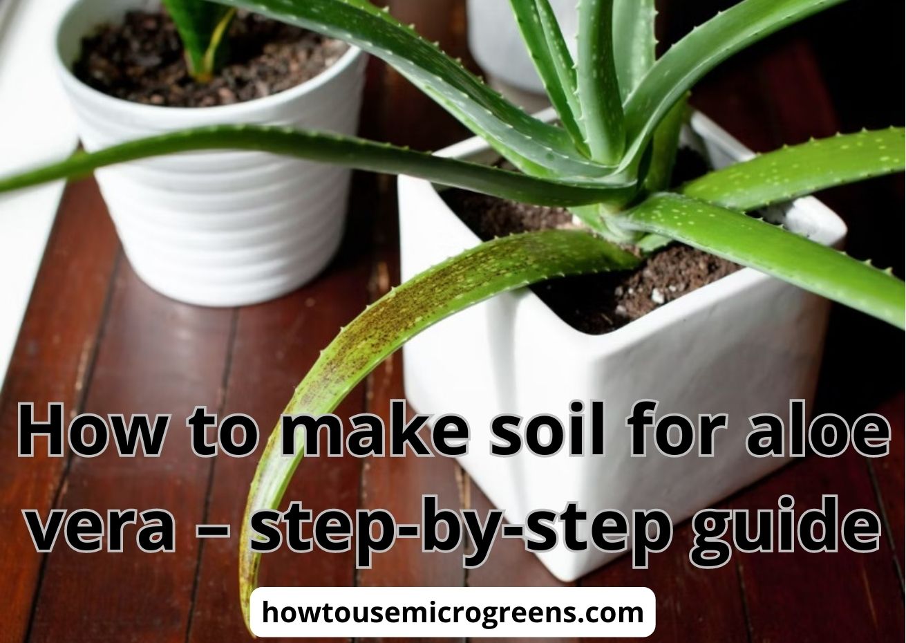 How to make soil for aloe vera? The best guide 2023