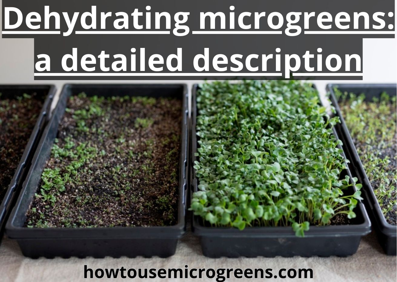 Dehydrating microgreens: main techniques and 8 basic tips