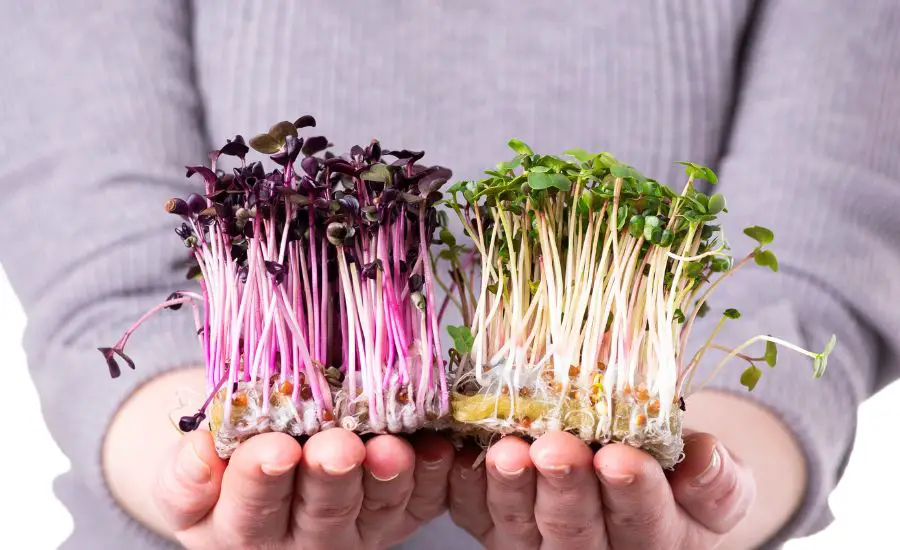 microgreens business plan
