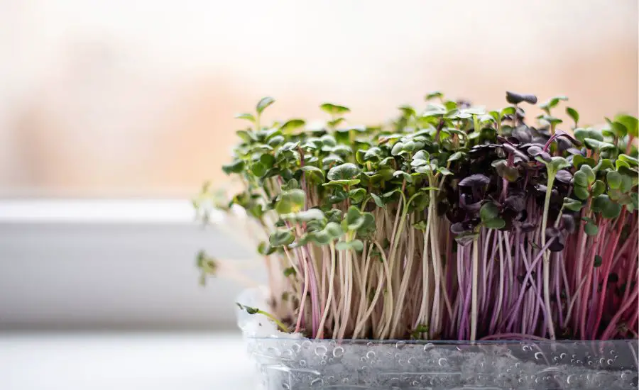 howtousemicrogreens 3