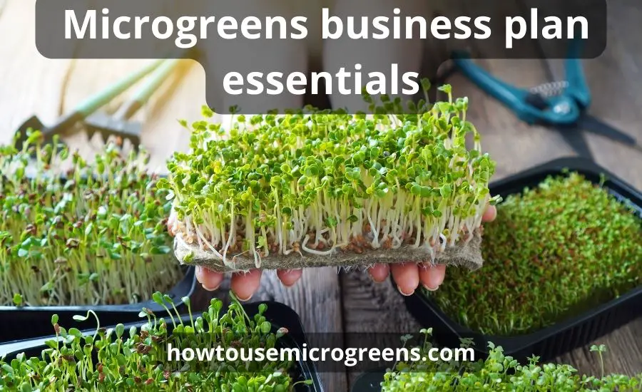 Microgreens business plan: top 12 tips & super guide