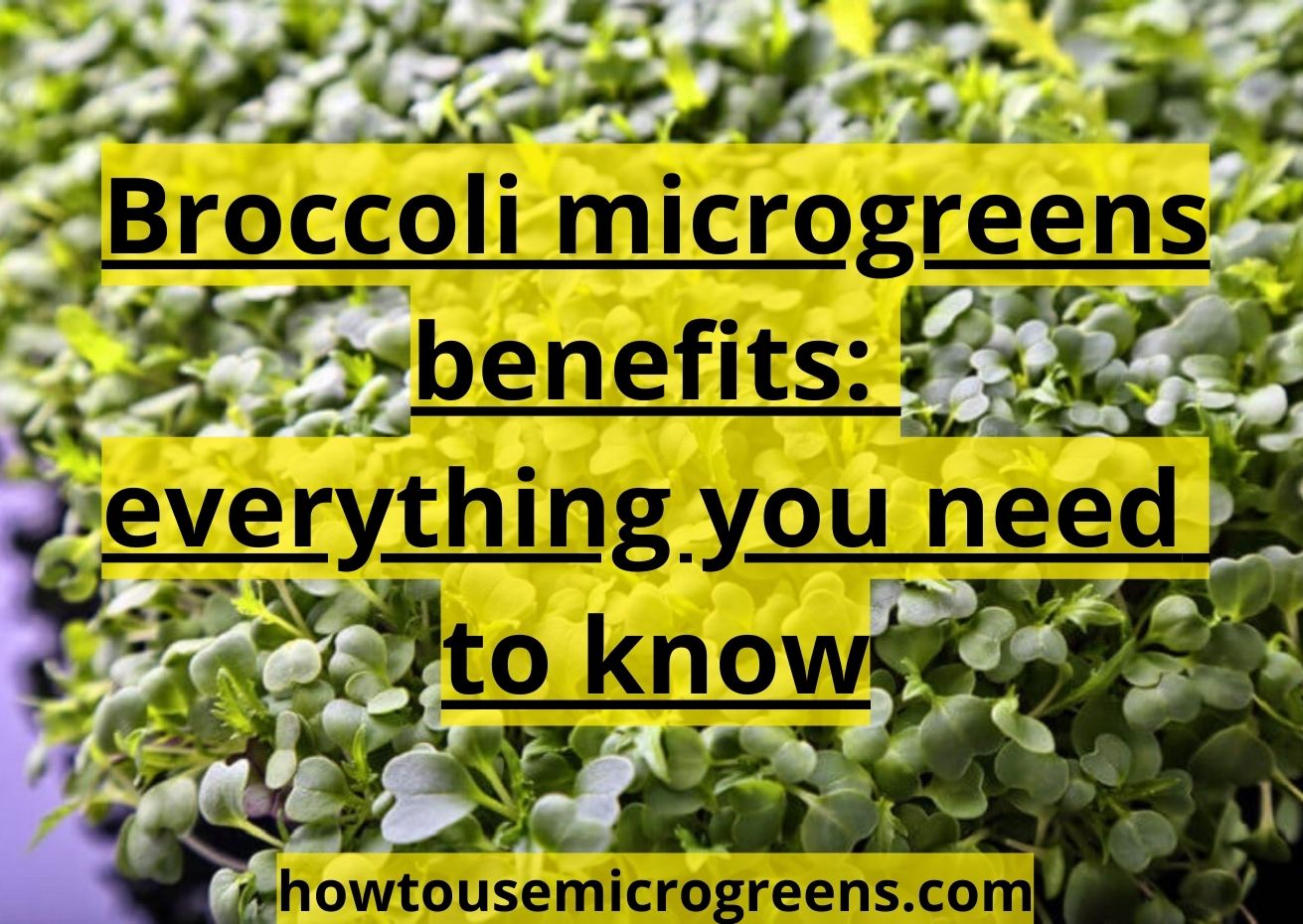 10+ broccoli microgreens benefits: the best guide