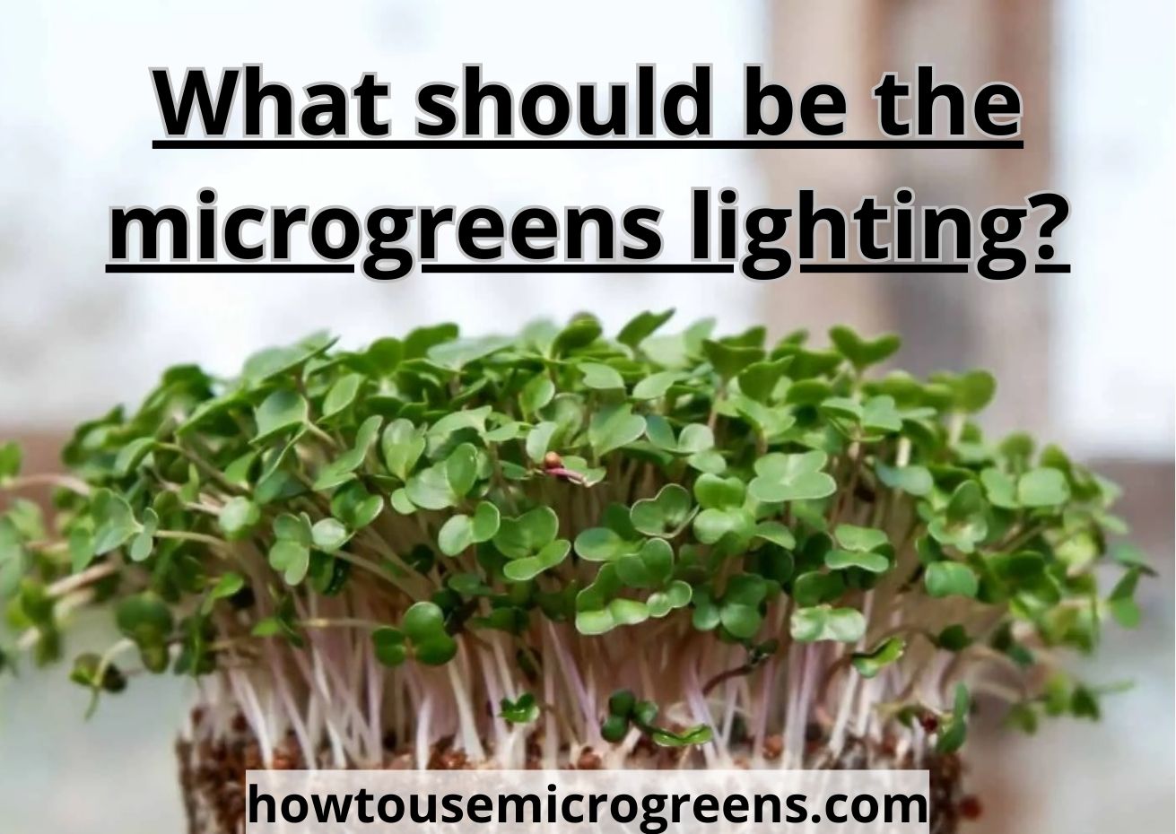 Microgreens lighting: the best methods and 15+ helpful tips