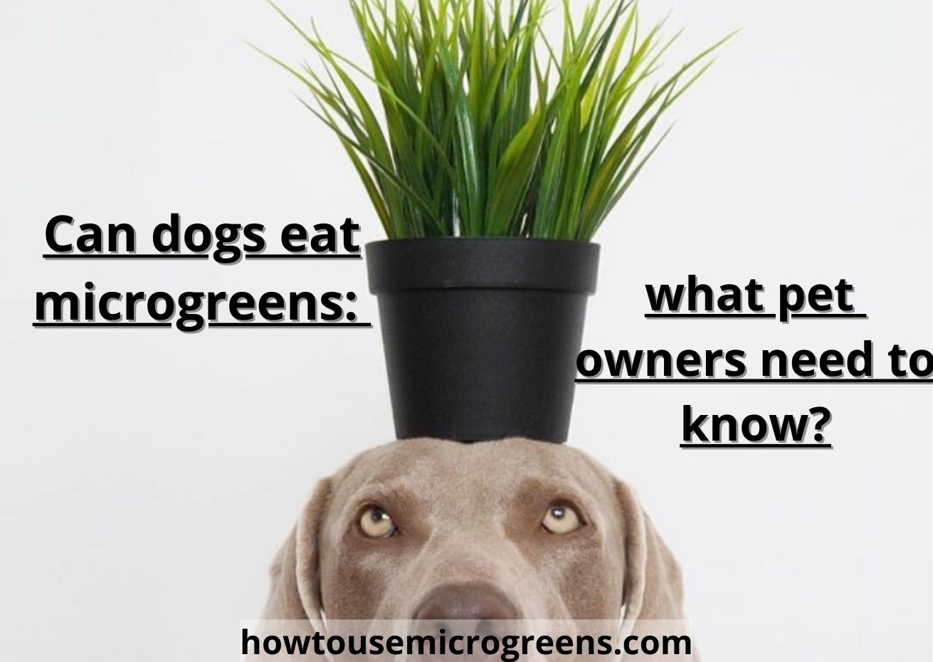 Can dogs eat microgreens: the best helpful guide 2023
